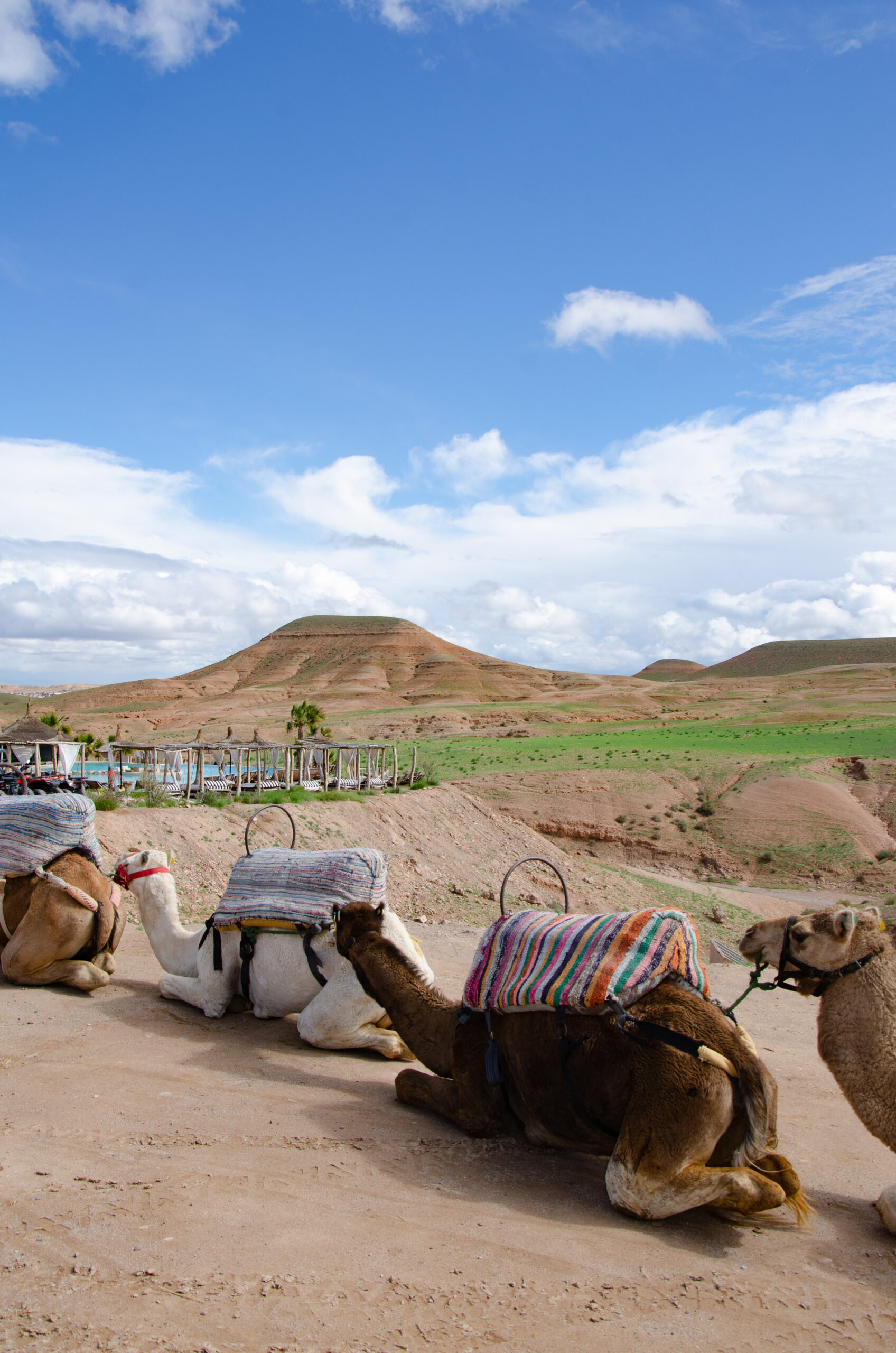 Sortie en dromadaires